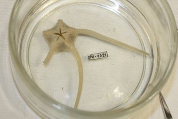 Media type: image;   Invertebrate Zoology OPH-1021 Description: Preserved specimen.;